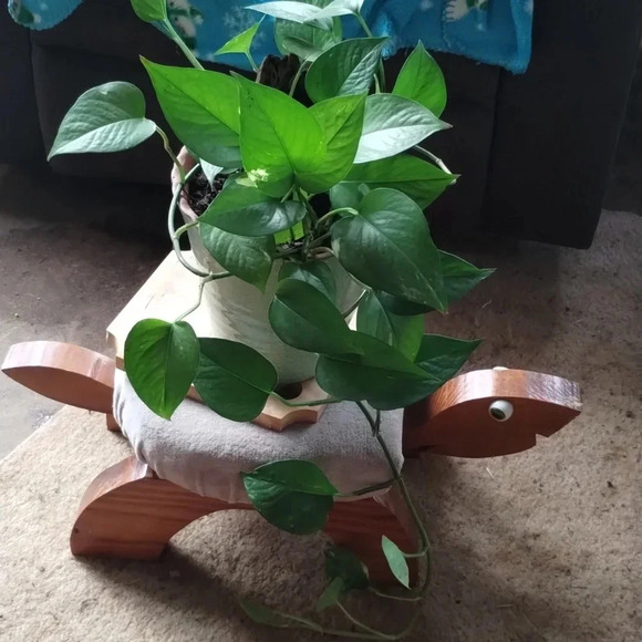 Live plants! Beautiful Cuttings Variety 5 healthy Miscellaneous unrooted - Picture 2 of 11